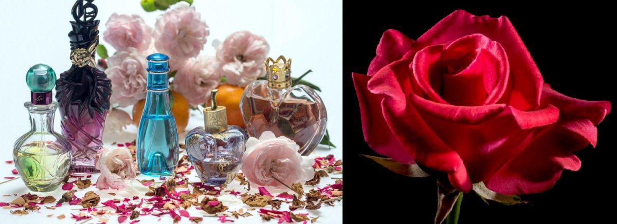 Parfüm-Flakons / Rose