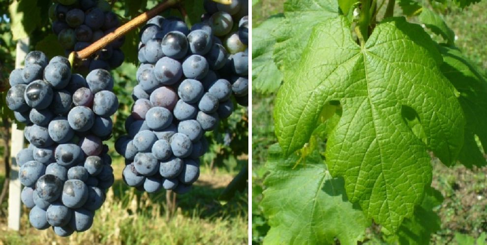 Pelagos - Weintraube und Blatt