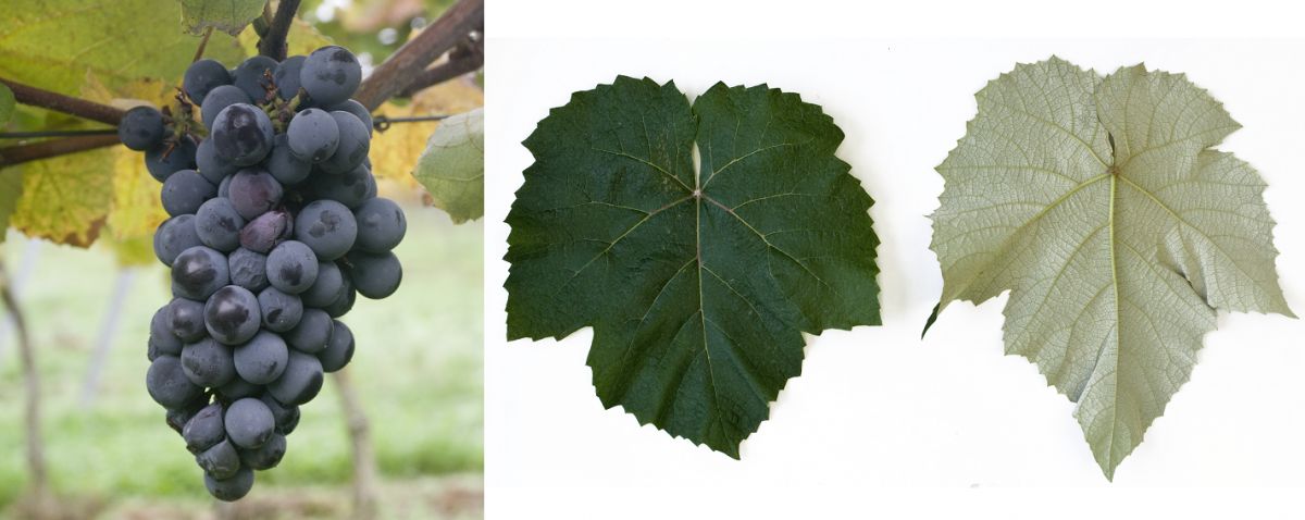 Bluestar - Weintraube und Blätter