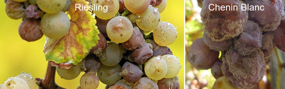 Botrytis - Riesling und Chenin Blanc Trauben