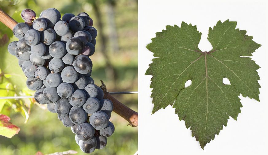 Ljutun - Weintraube und Blatt