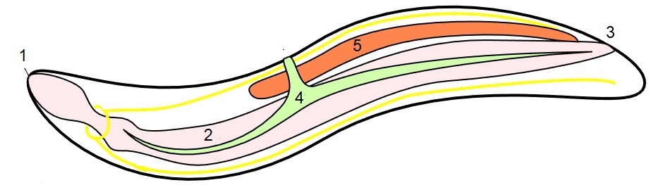 Nematoden - Wurm